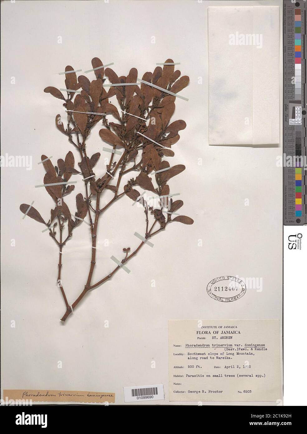 Phoradendron trinervium var domingense Ham Krug Urb Phoradendron trinervium var domingense Ham Krug Urb. Stock Photo