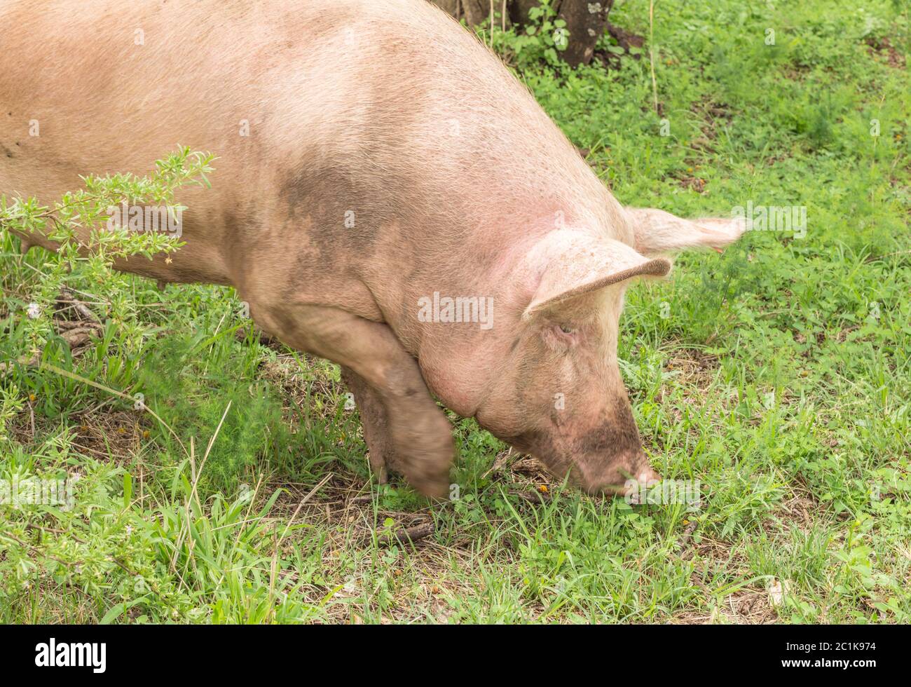 Pig digging in grassy soil - Pig rooting for food Stock Photo