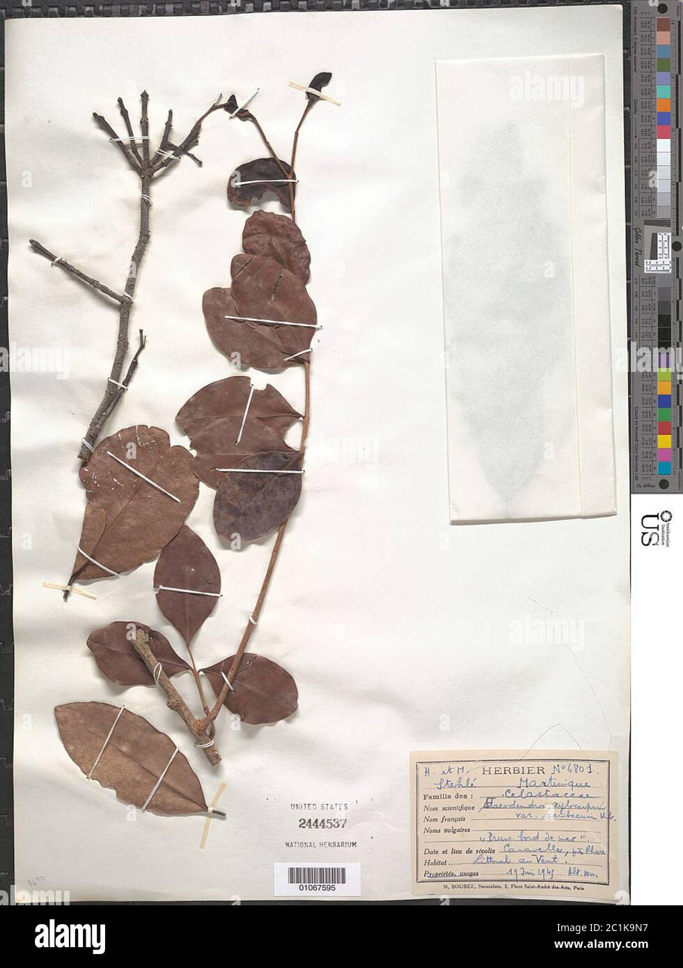 Elaeodendron xylocarpum var caribaeum Urb Elaeodendron xylocarpum var caribaeum Urb. Stock Photo