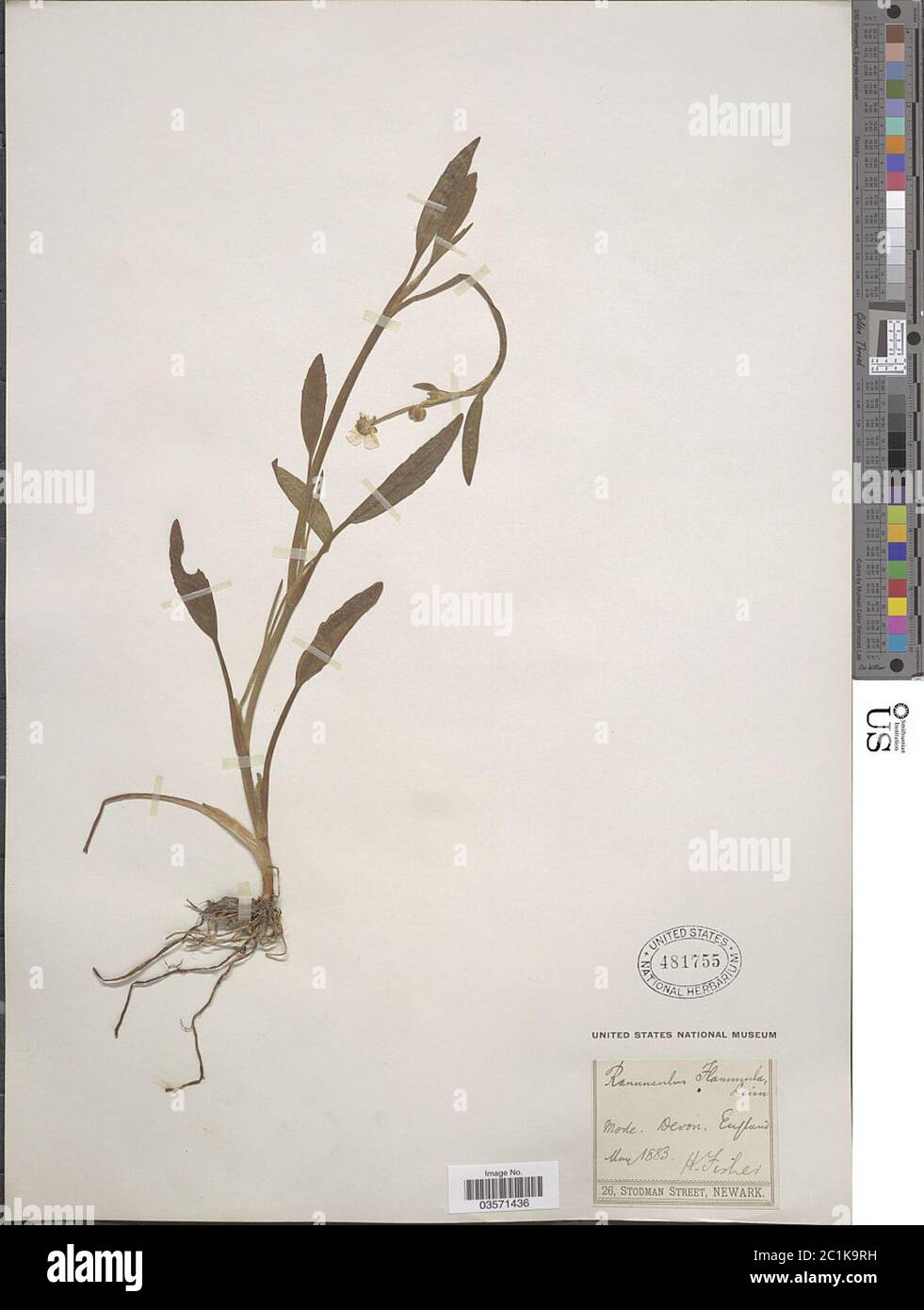Ranunculus flammula Ranunculus flammula. Stock Photo