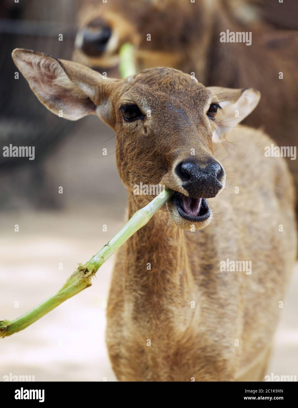 Antelope eating bamboo Stock Photo Alamy