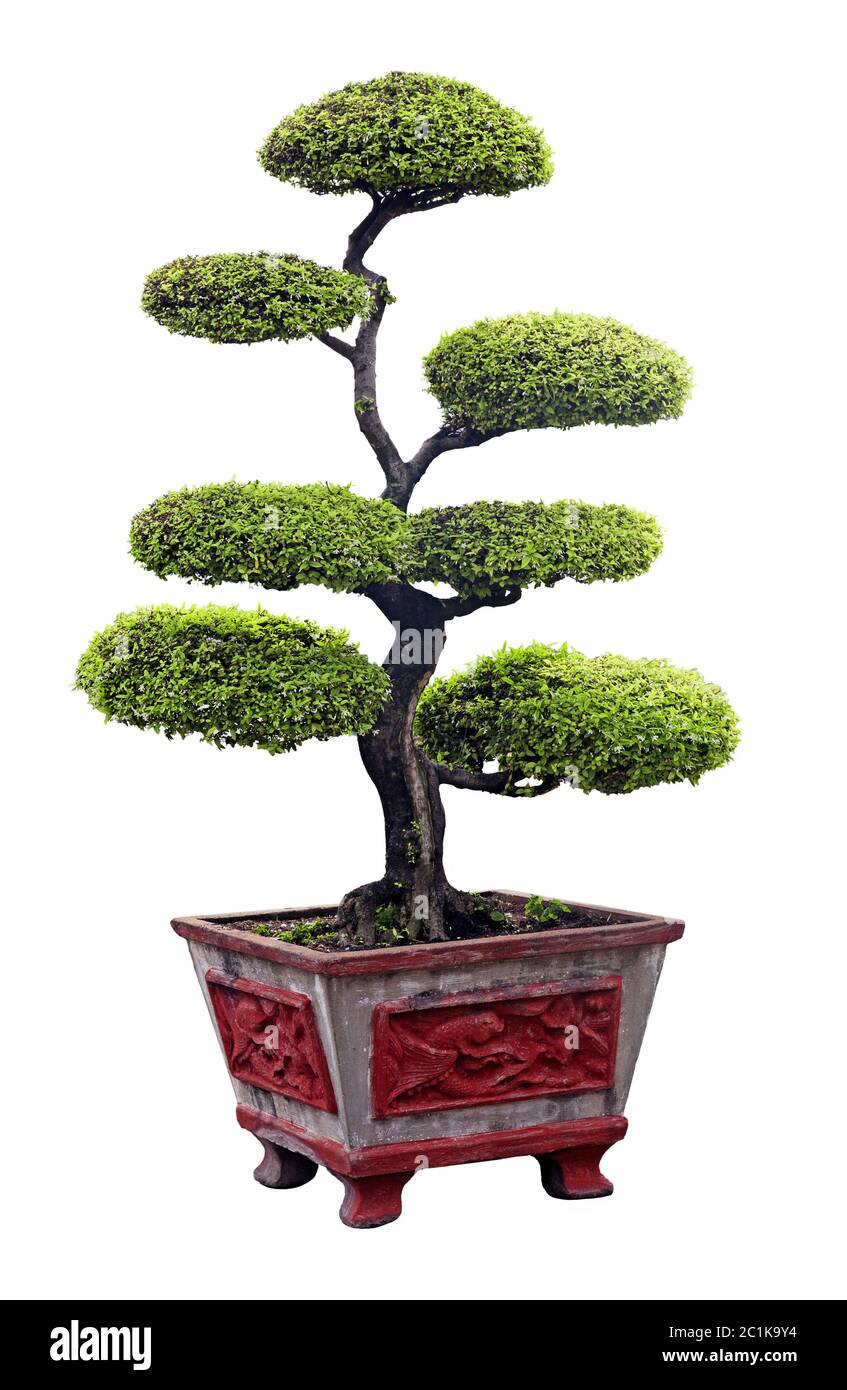 Bonsai tree isolated over white Stock Photo - Alamy