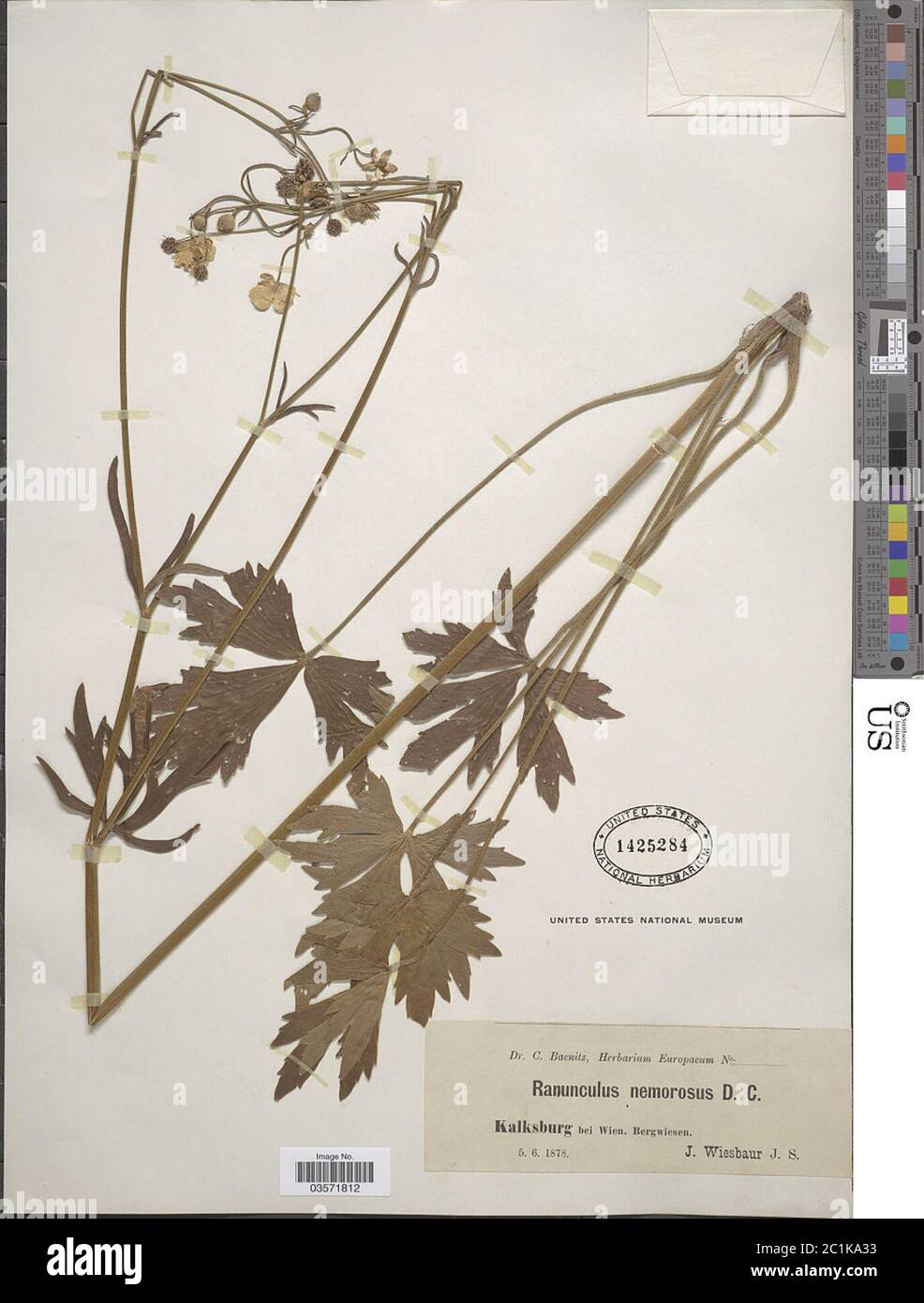 Ranunculus nemorosus DC Ranunculus nemorosus DC. Stock Photo