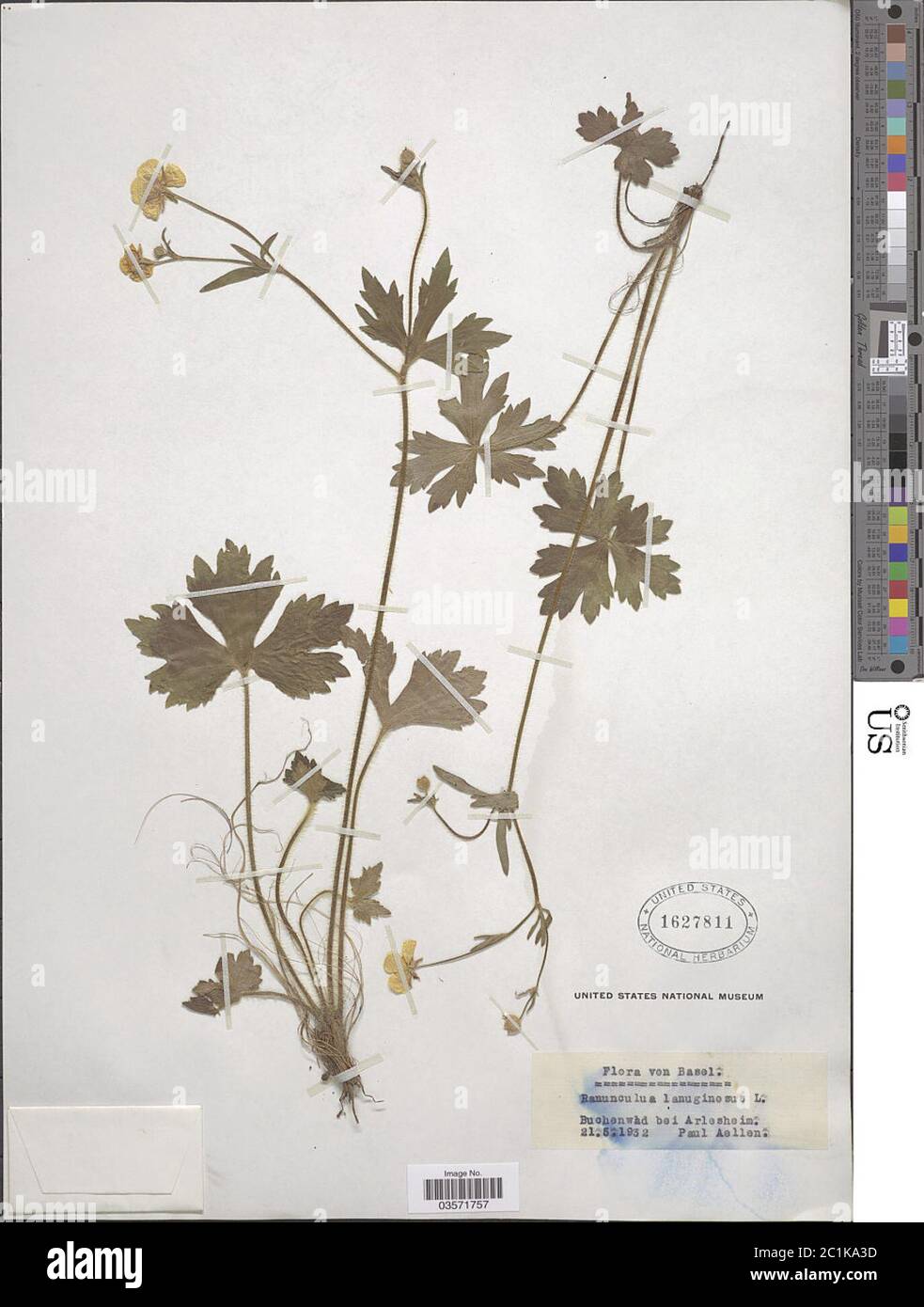 Ranunculus lanuginosus L Ranunculus lanuginosus L. Stock Photo