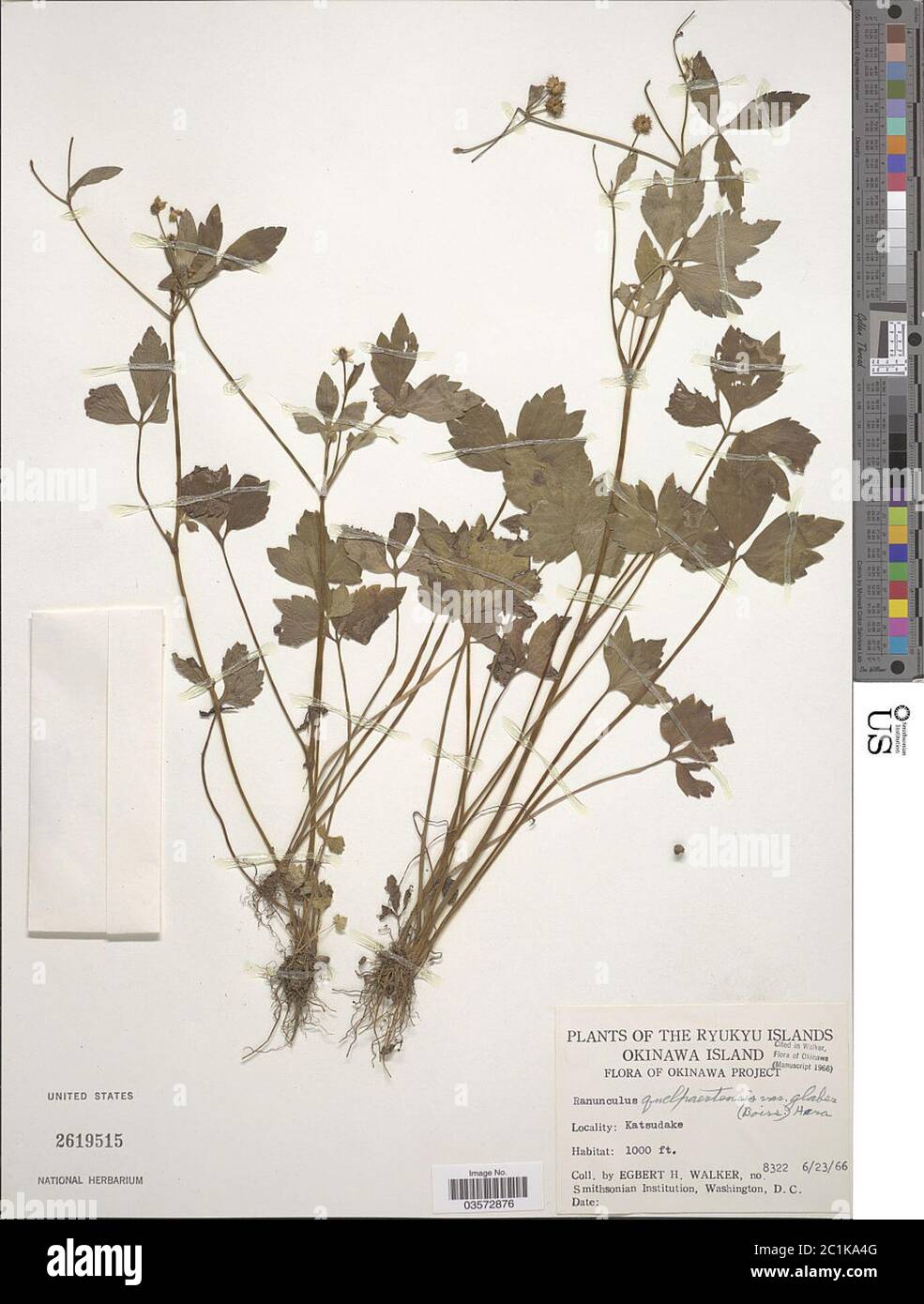 Ranunculus quelpaertensis Nakai Ranunculus quelpaertensis Nakai. Stock Photo
