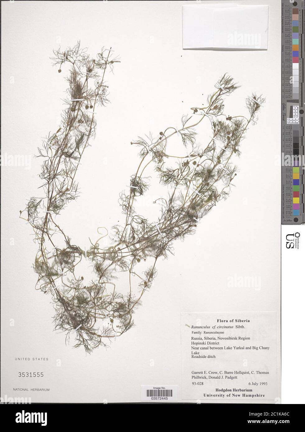 Ranunculus circinatus Sibth Ranunculus circinatus Sibth. Stock Photo