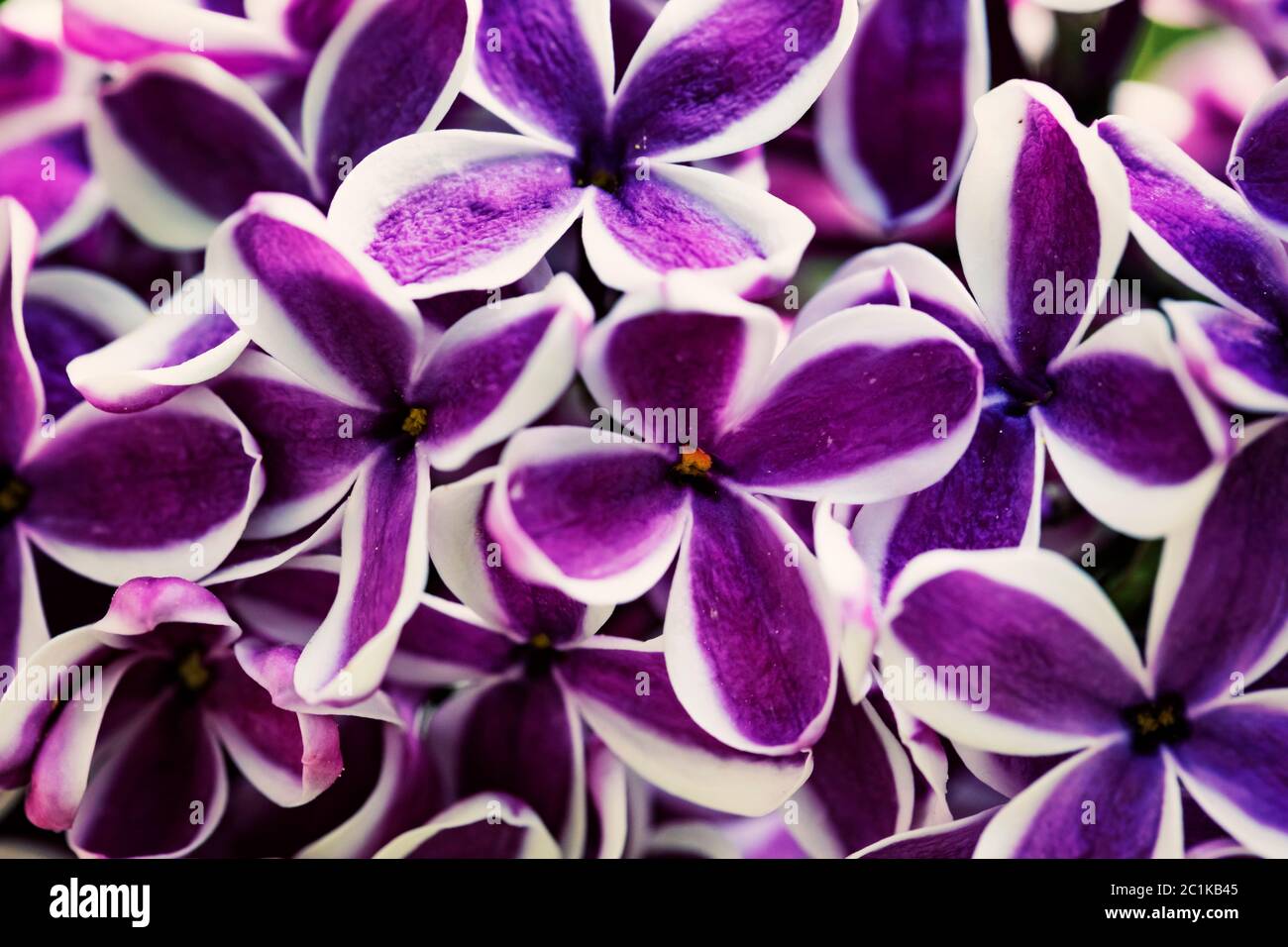 Purple lilac flowers close-up background Stock Photo - Alamy
