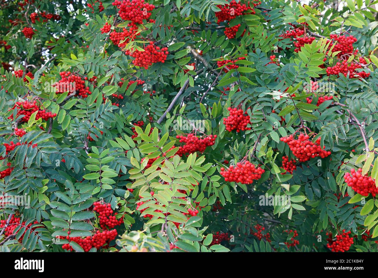 Fruits of the Bird Berry or Eberesche Sorbus aucuparia Stock Photo