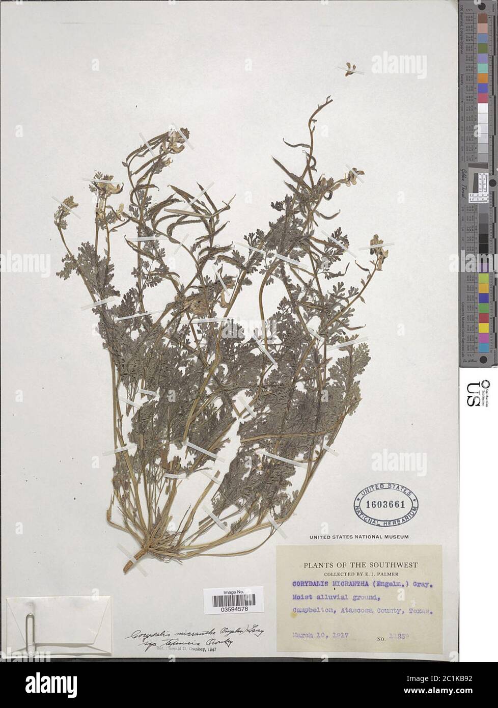 Corydalis micrantha subsp texensis Corydalis micrantha subsp texensis. Stock Photo