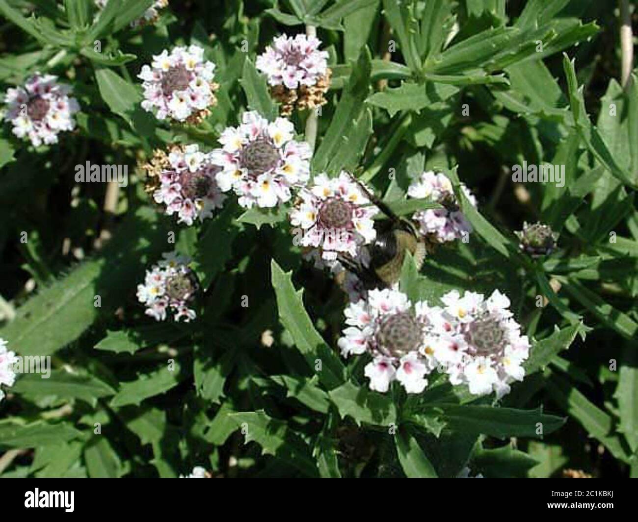 Wagner CP3526.jpg Phyla nodiflora L Greene. Stock Photo