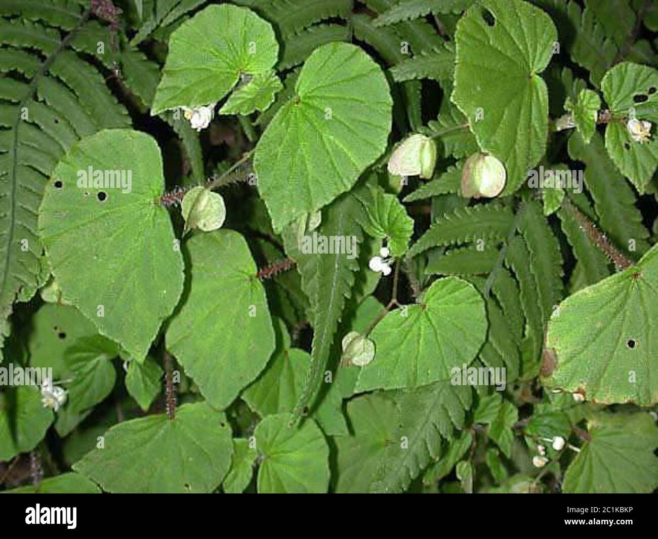  Begonia hirtella Link Stock Photo - Alamy