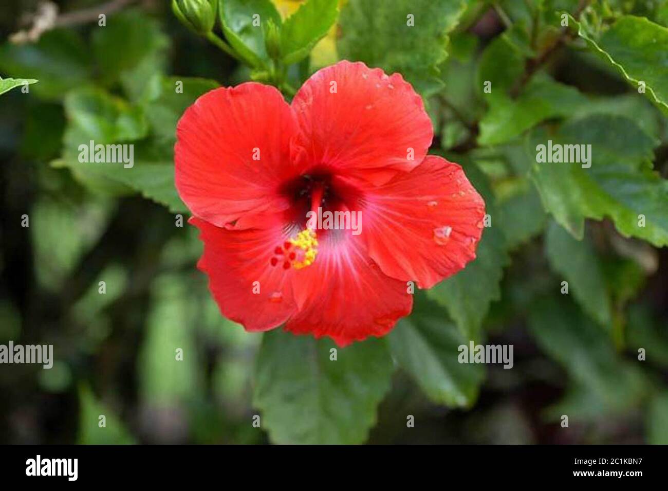 Wagner D0853.jpg Hibiscus rosasinensis L. Stock Photo