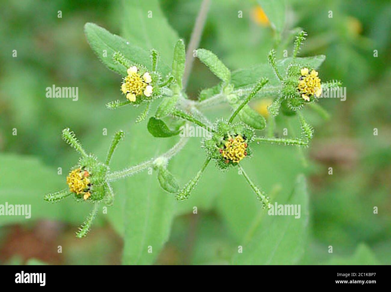 Sigesbeckiaorientalis3.jpg Sigesbeckia orientalis L. Stock Photo