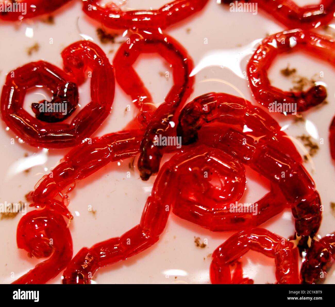 Red jumbo mosquito larvae, fish food Stock Photo Alamy