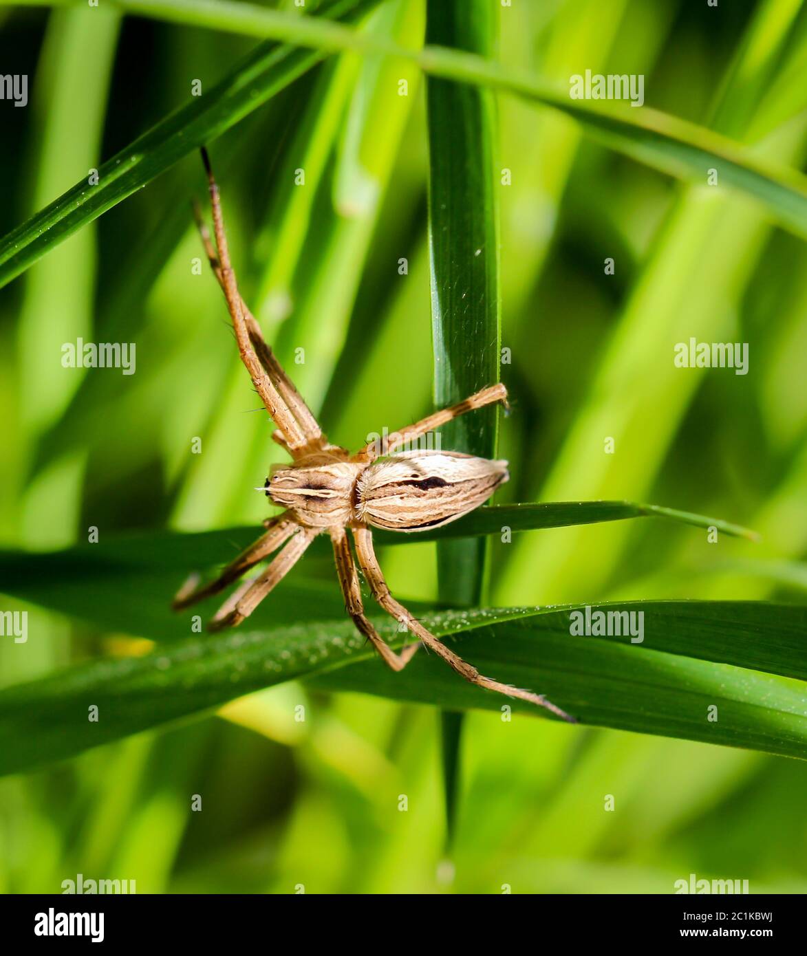 Predatory spider between grasses Stock Photo