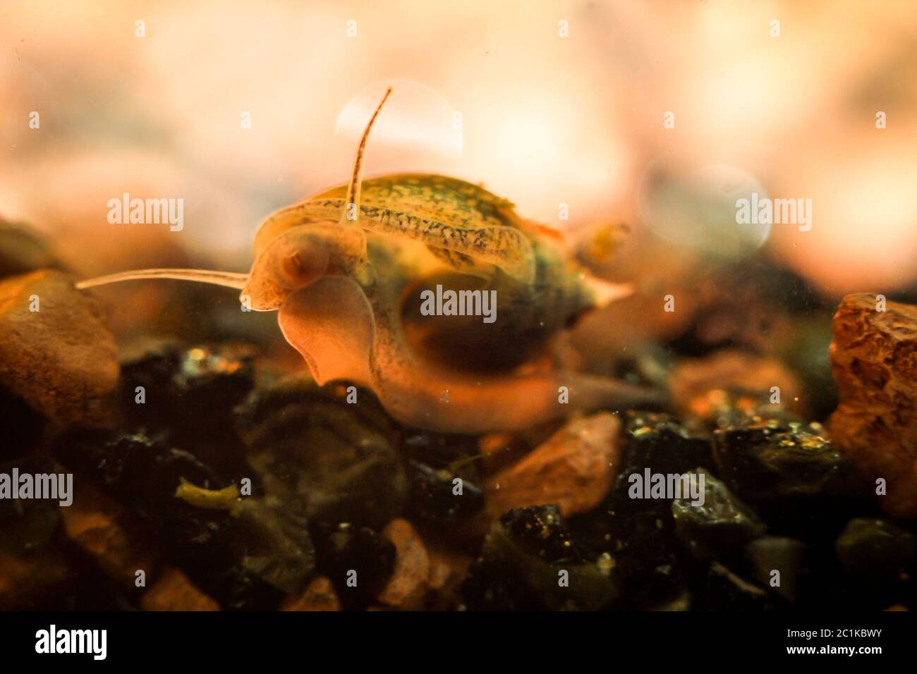 bubble snails, eggs of snails Stock Photo Alamy