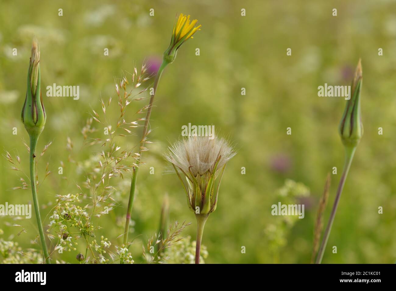 Tragopogon pratensis (common names Jack-go-to-bed-at-noon ) Stock Photo