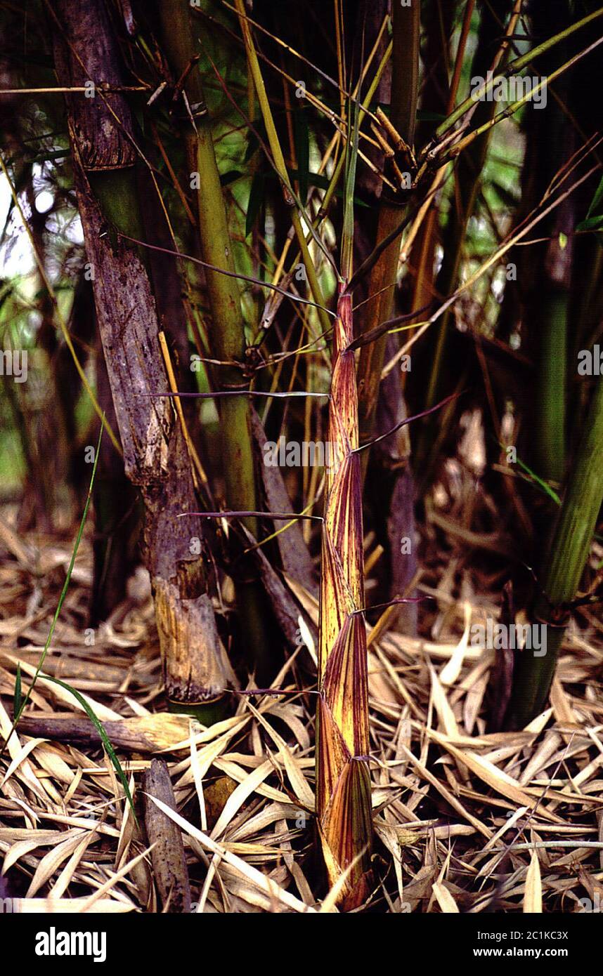 Fargesia yunnanensis hi-res stock photography and images - Alamy