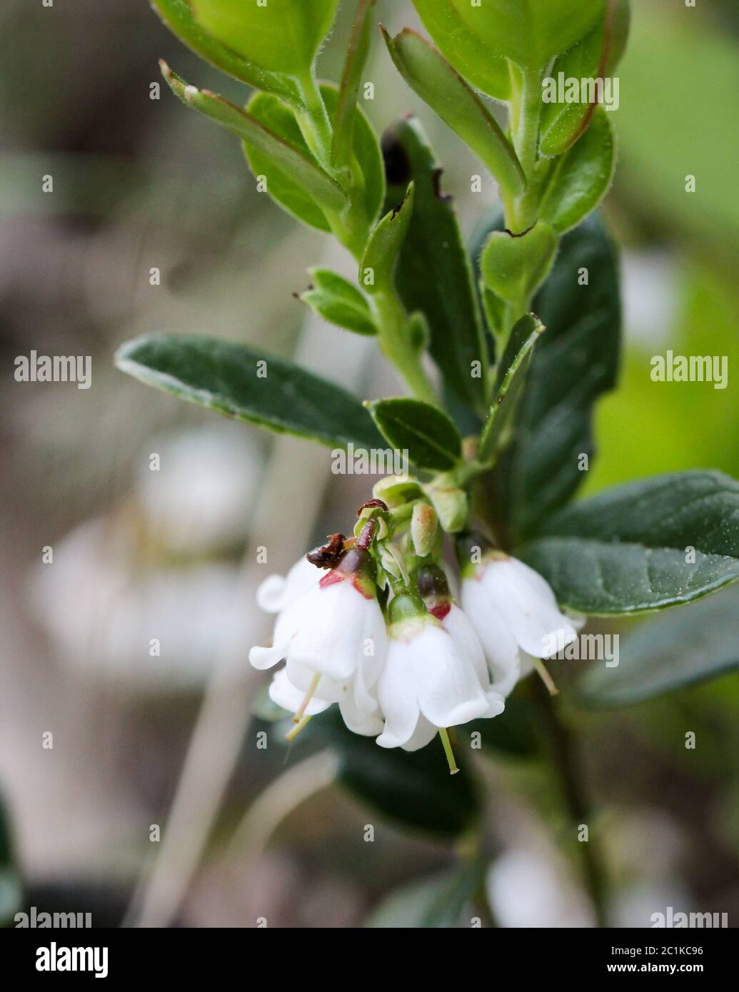 fresh lily of the valley Stock Photo