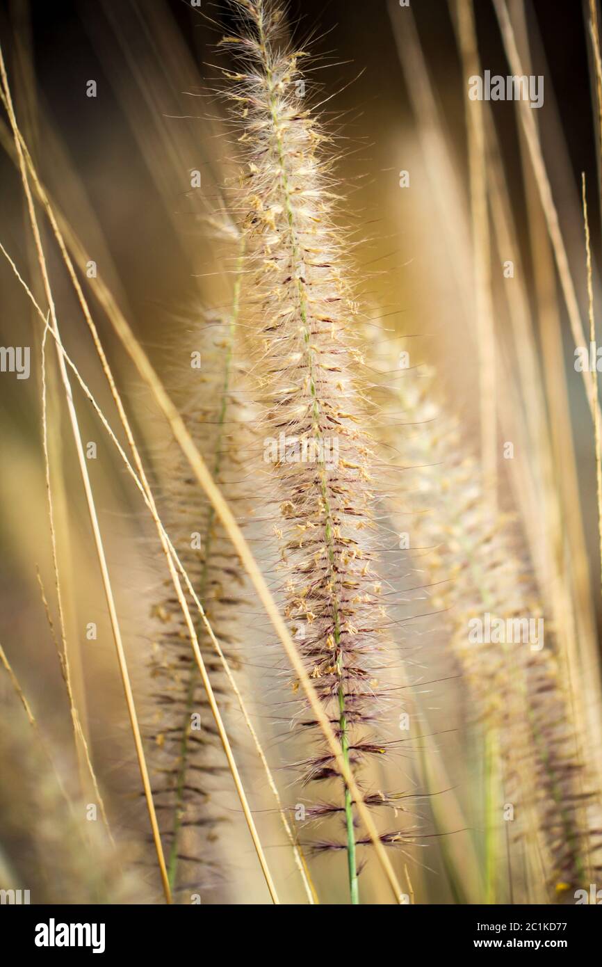 Close-up of natural grass Stock Photo