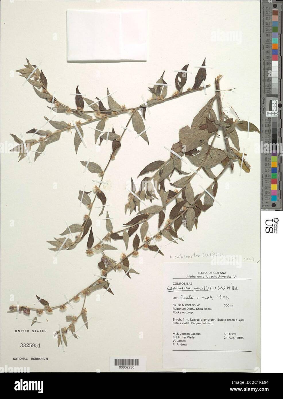 Lepidaploa cotoneaster Willd ex Spreng H Rob Lepidaploa cotoneaster Willd ex Spreng H Rob. Stock Photo