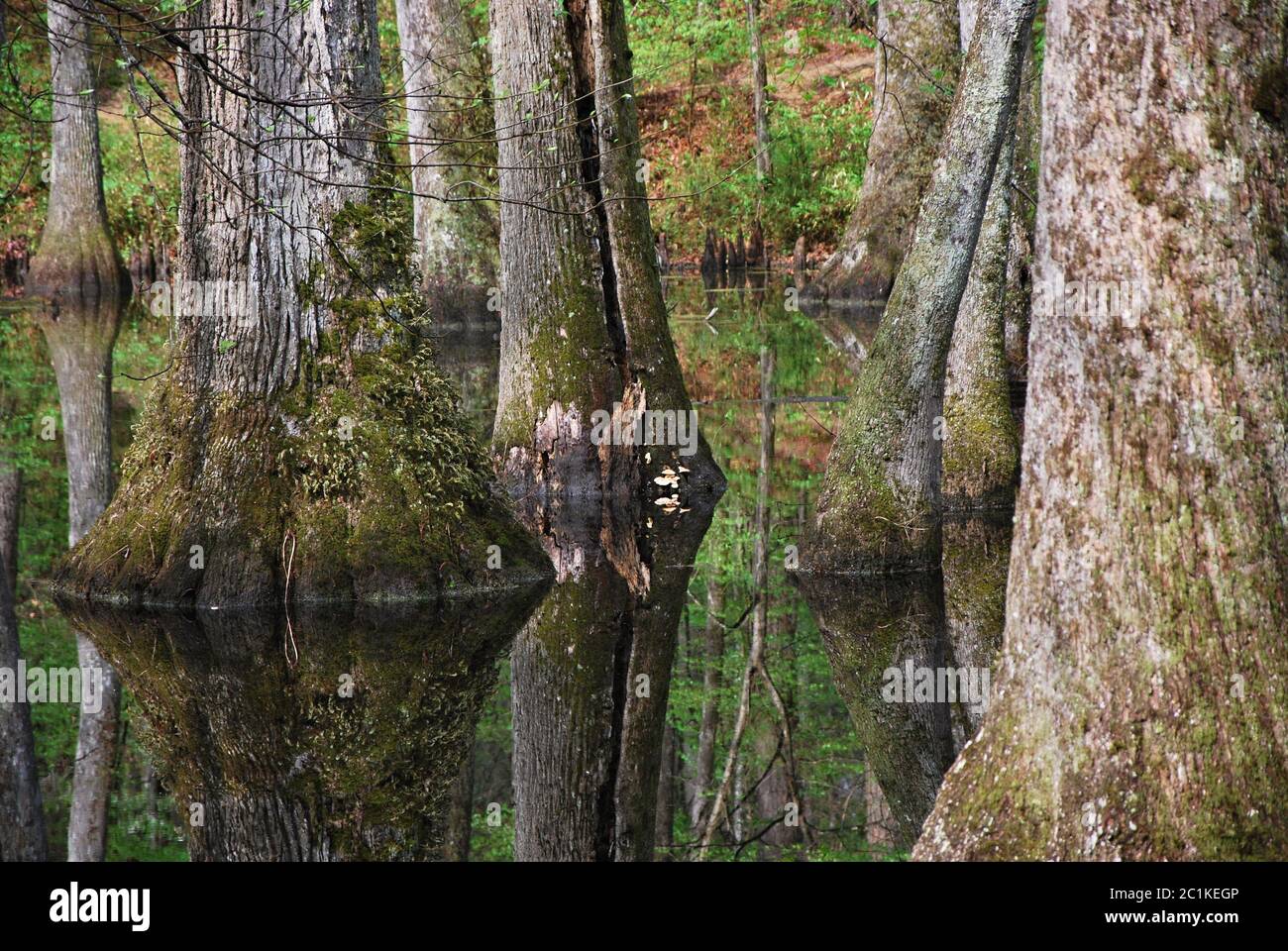 Swamp in Mississippi Stock Photo Alamy