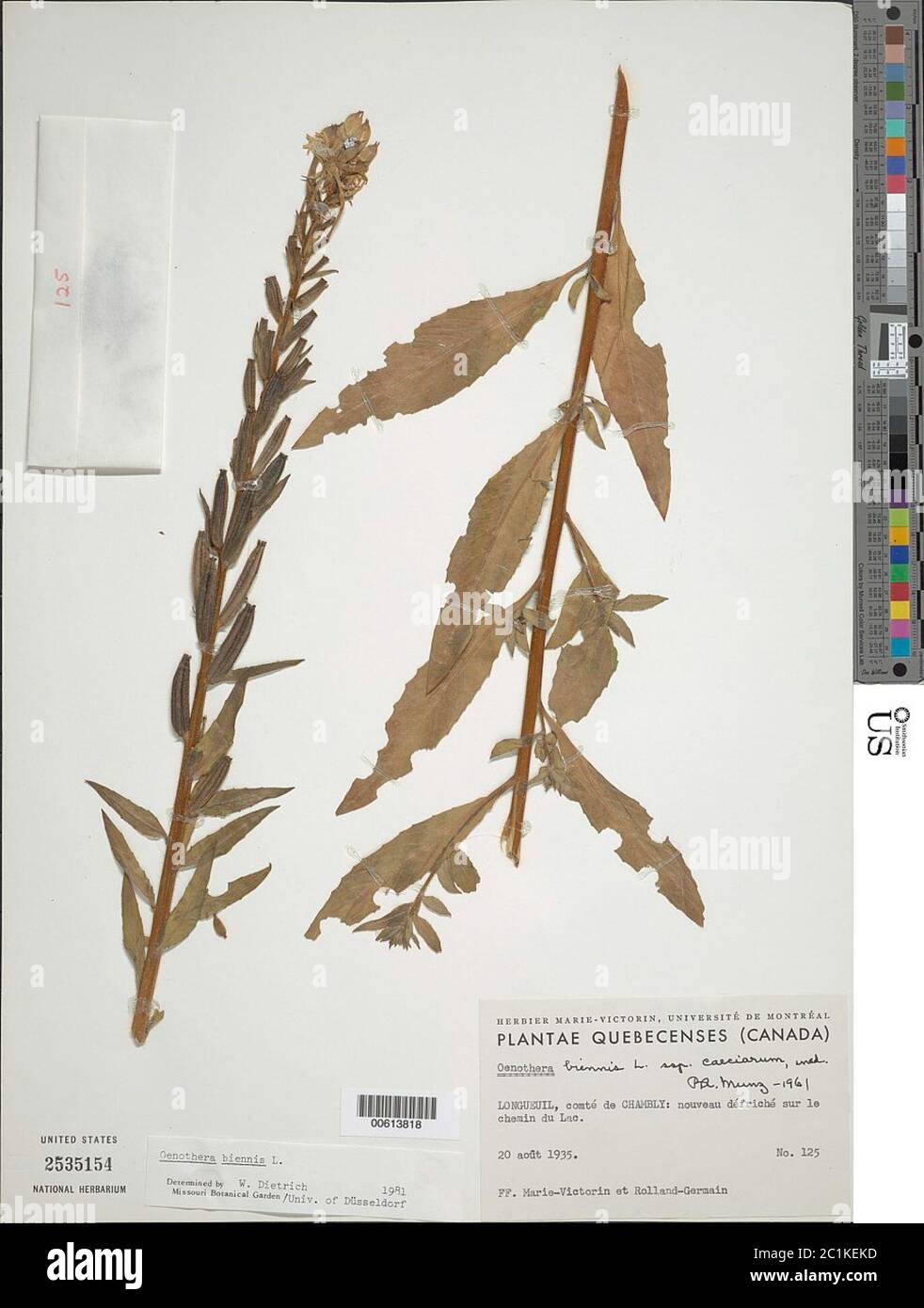 Oenothera parviflora L Stock Photo