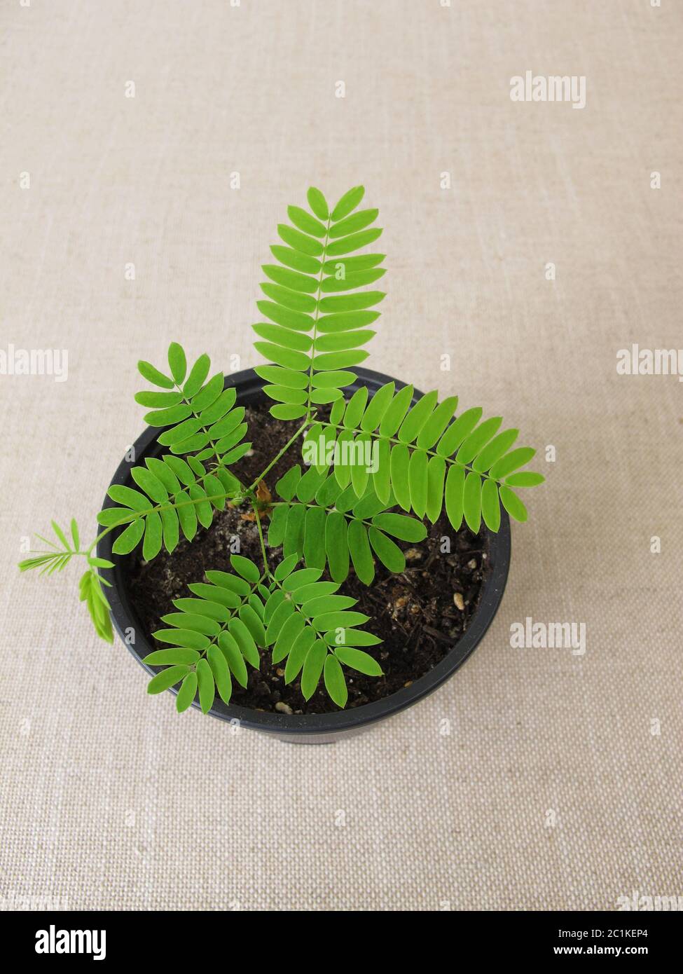 Young pink silk tree from seed in plant pot Stock Photo