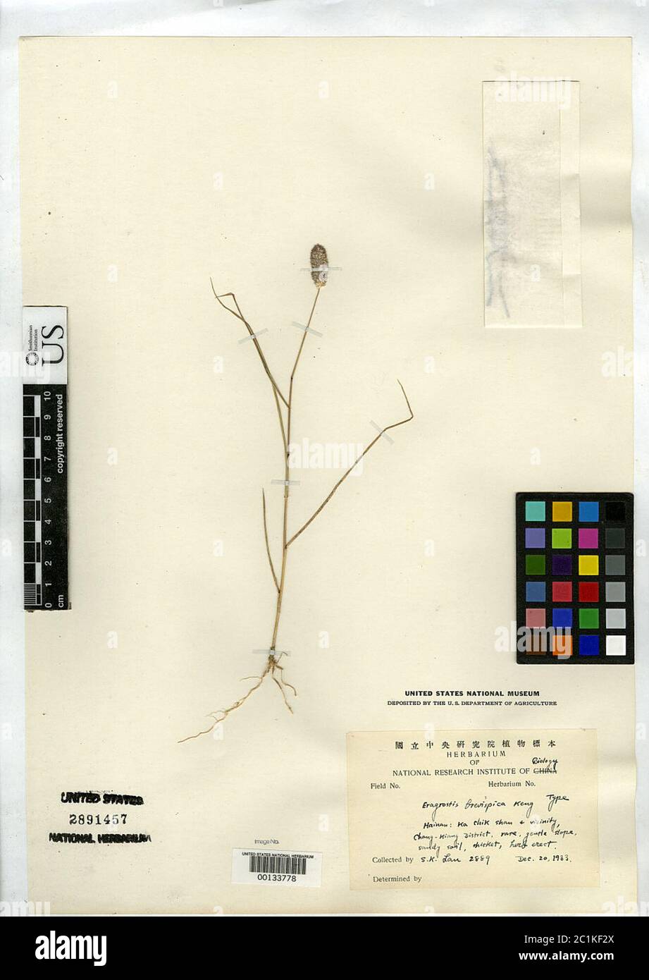 Eragrostis brevispica Keng Eragrostis brevispica Keng. Stock Photo