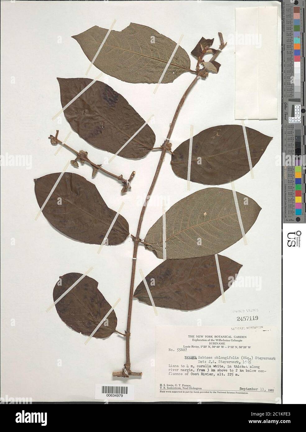 Sabicea oblongifolia Miq Steyerm Sabicea oblongifolia Miq Steyerm. Stock Photo