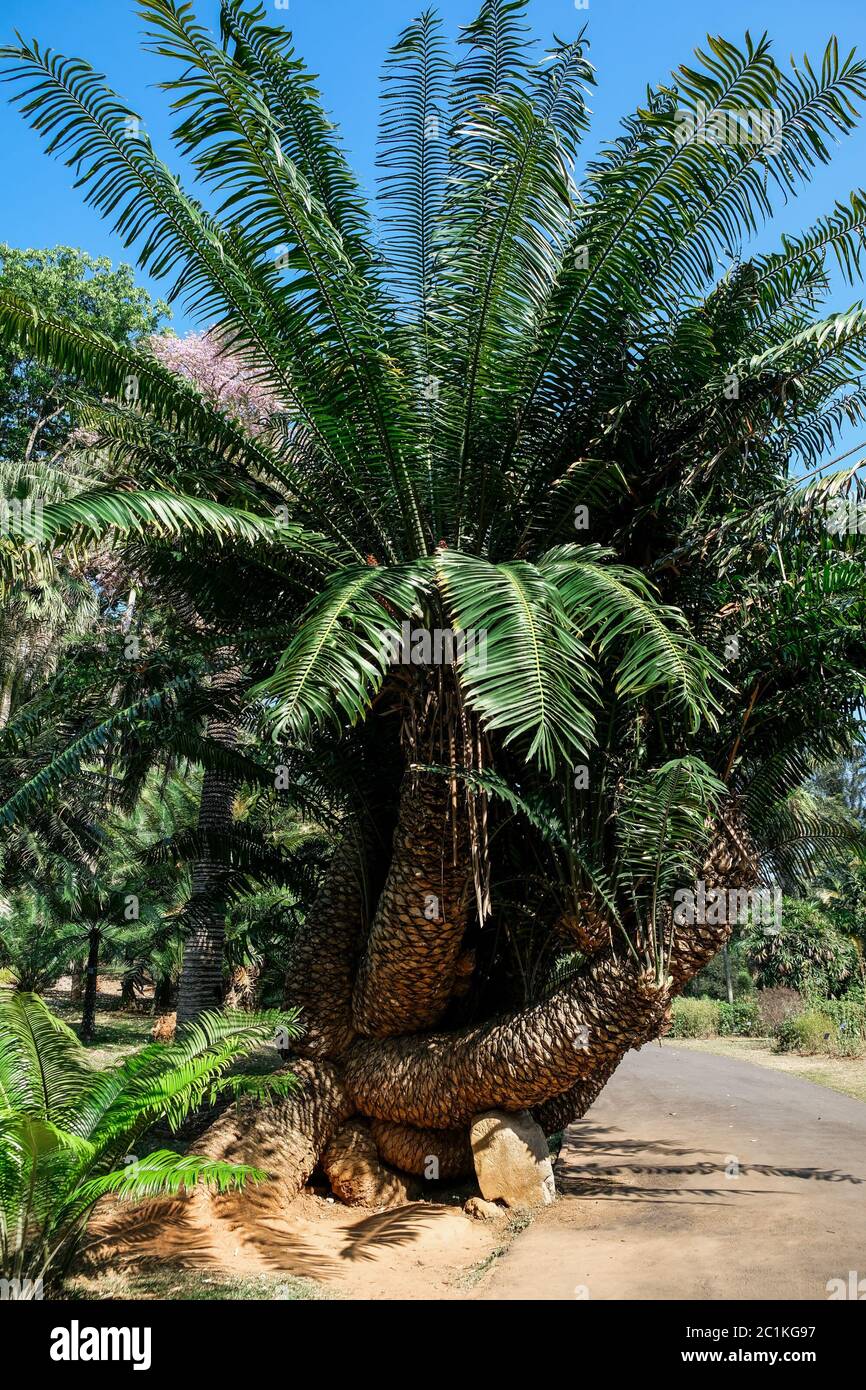 Huge cycad tree in an alley of Peradeniya botanical garden, Kandy, Sri Lanka. Growing a beautiful selection of botanic species. Sunny day in nature Stock Photo