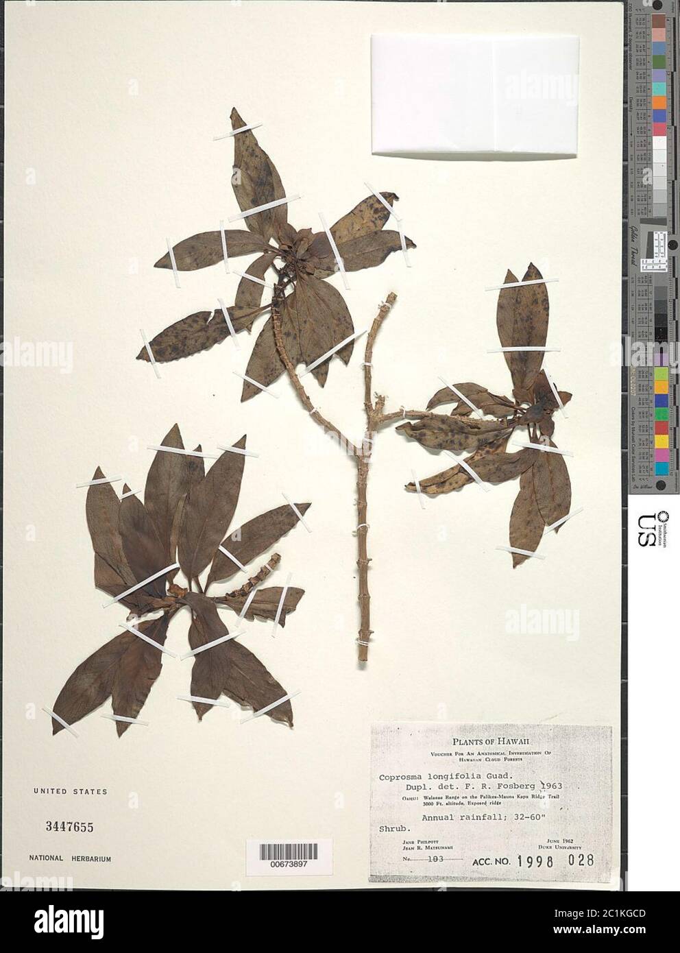 Coprosma longifolia A Gray Coprosma longifolia A Gray. Stock Photo