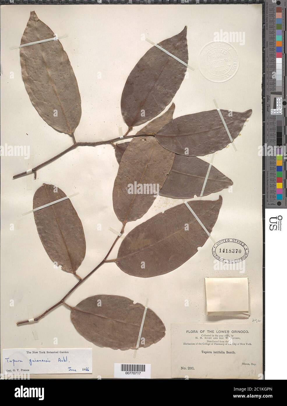 Tapura guianensis Aubl Tapura guianensis Aubl Stock Photo Alamy