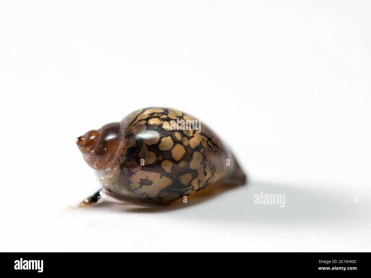 bubble snails, eggs of snails Stock Photo Alamy
