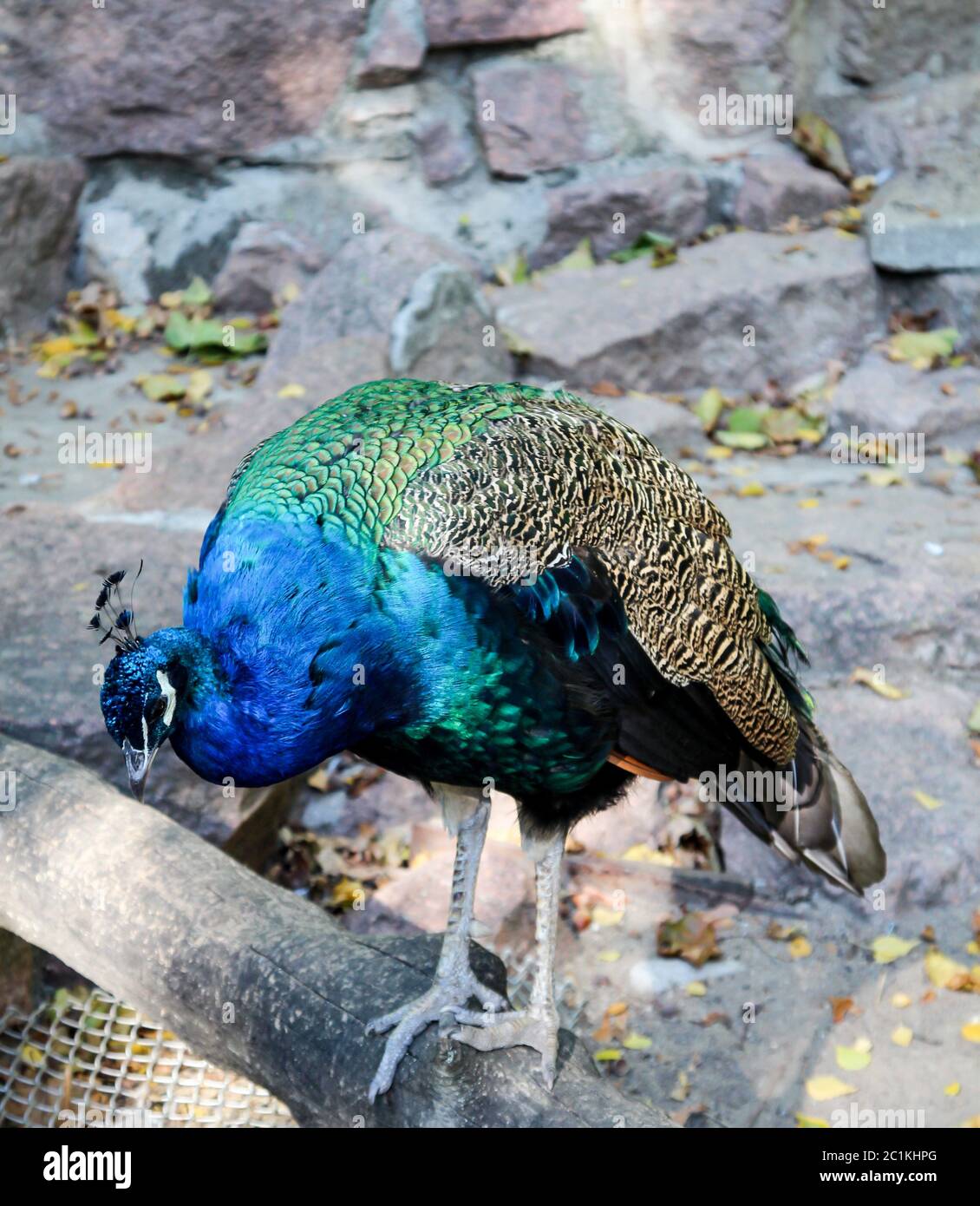 Portrait of a Peacock Stock Photo