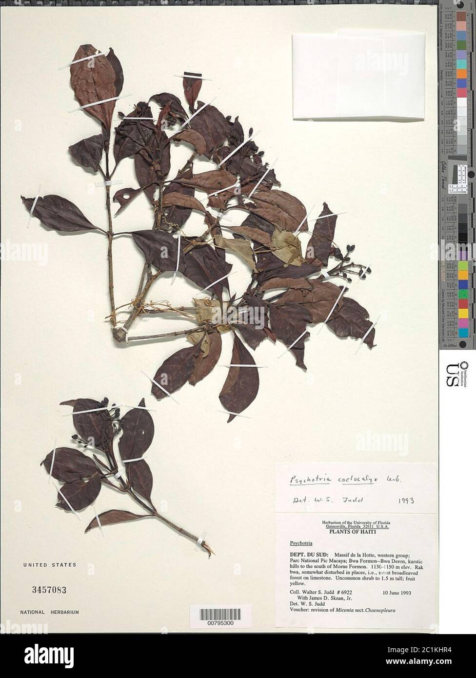 Psychotria coelocaylx Urb Psychotria coelocaylx Urb. Stock Photo