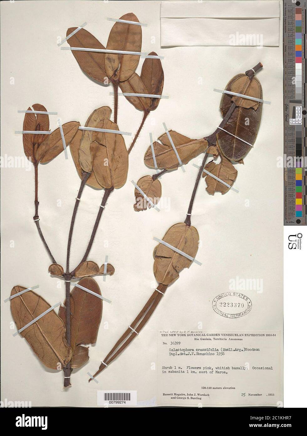 Galactophora crassifolia Mll Arg Woodson Galactophora crassifolia Mll Arg Woodson. Stock Photo