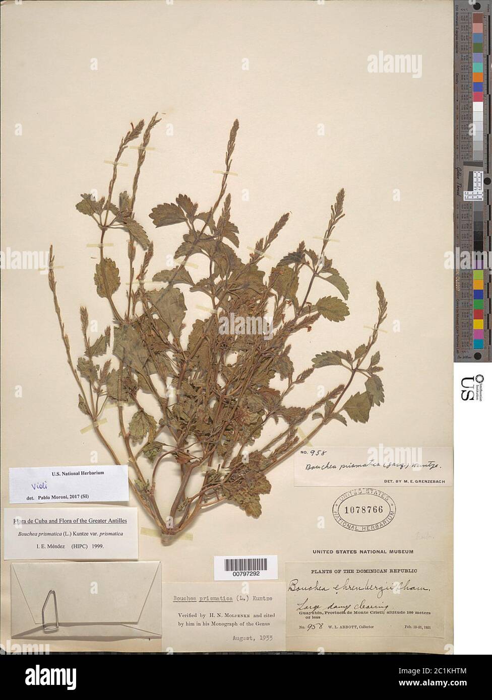 Bouchea prismatica var prismatica L Kuntze Bouchea prismatica var