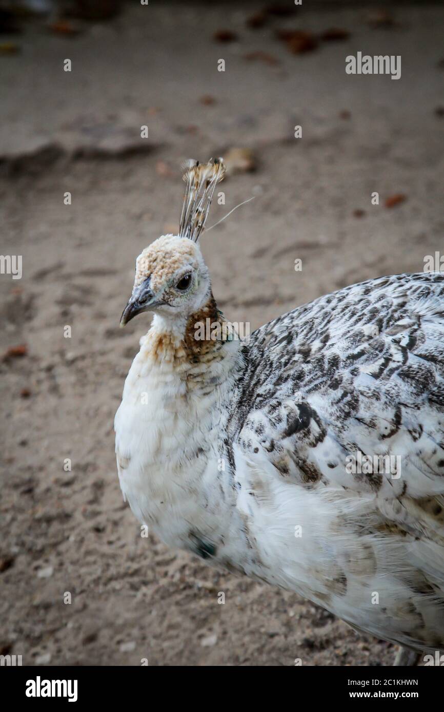 Portrait of a Peacock Stock Photo