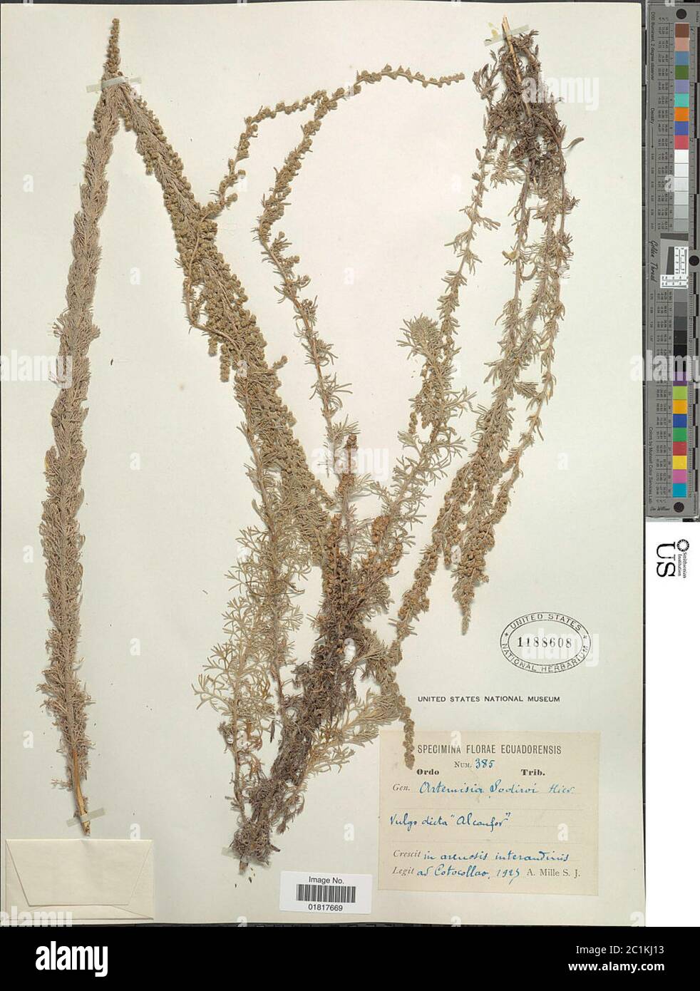 Artemisia sodiroi Hieron Artemisia sodiroi Hieron. Stock Photo