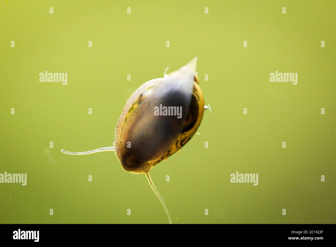 bubble snails, eggs of snails Stock Photo Alamy