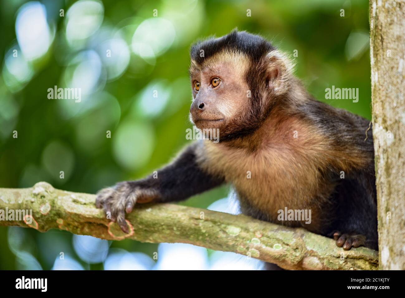 Young monkey on the trees of the Brazilian rain forest Stock Photo