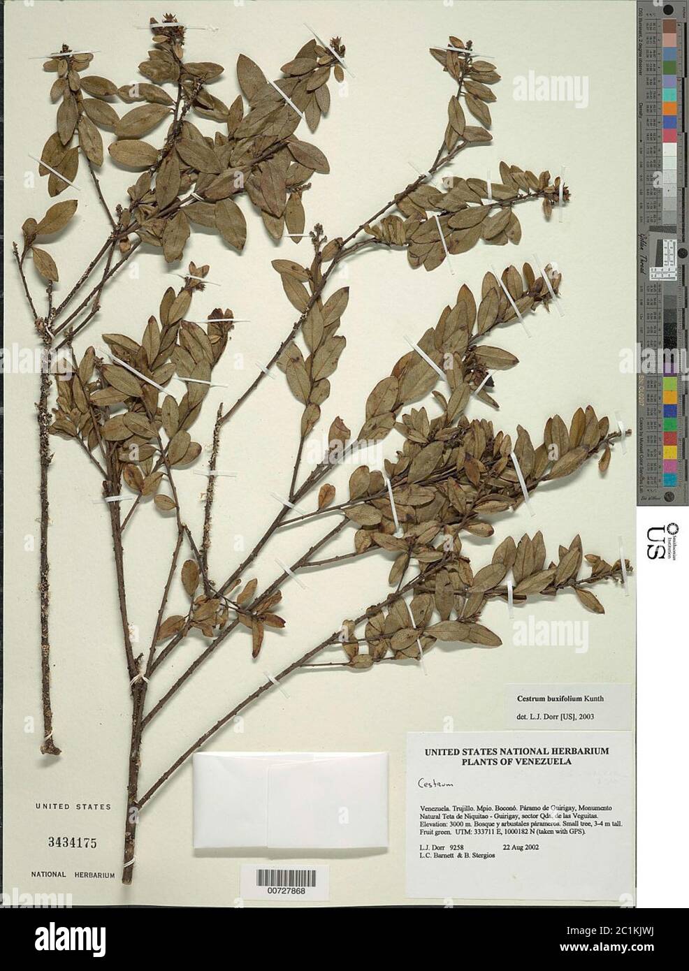 Cestrum buxifolium Kunth Cestrum buxifolium Kunth. Stock Photo