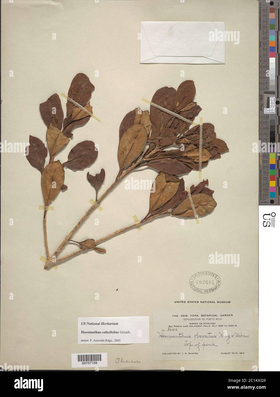 Haenianthus salicifolius var obovatus Krug Urb Knobl Haenianthus salicifolius var obovatus Krug Urb Knobl. Stock Photo