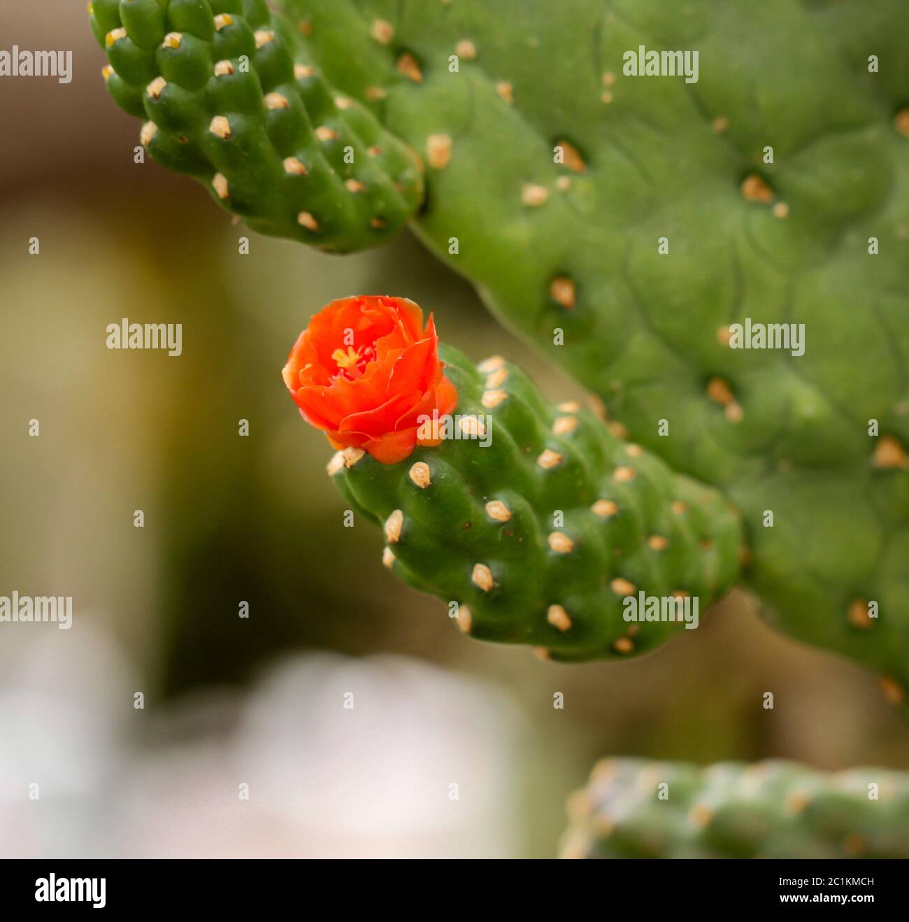 Details of a Cactus Stock Photo