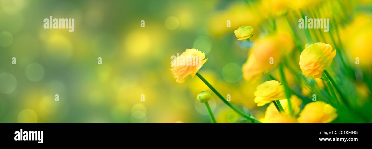 Yellow spring flowers on green background Stock Photo Alamy