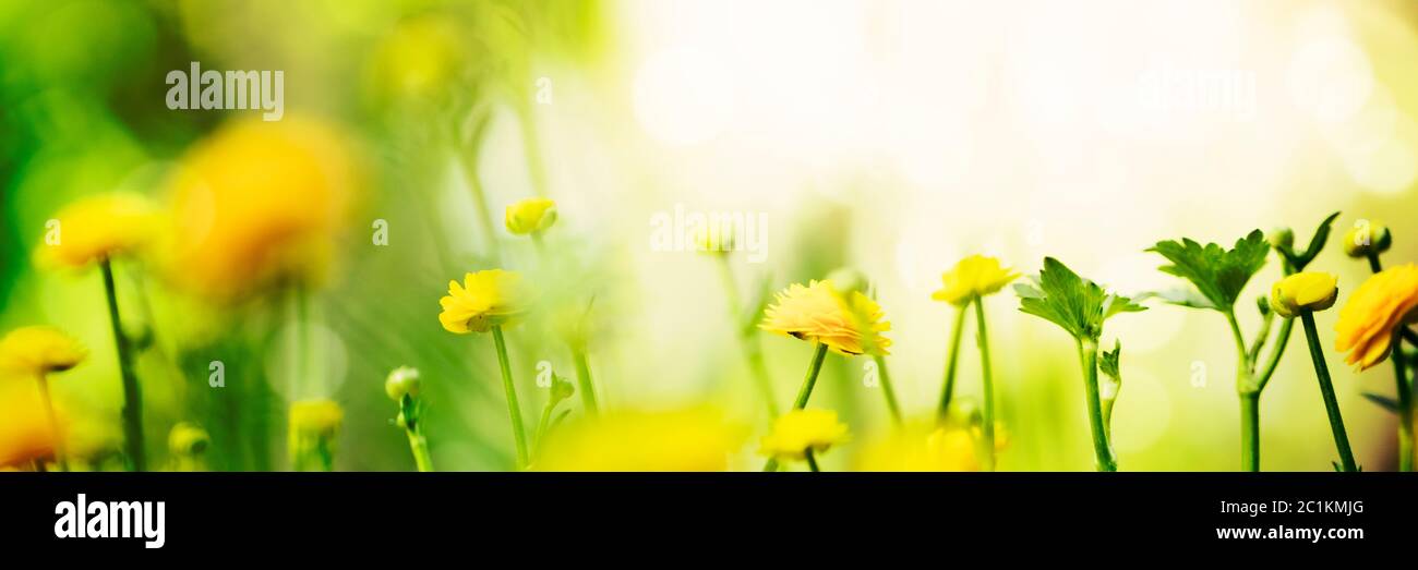 Yellow spring flowers on green background Stock Photo