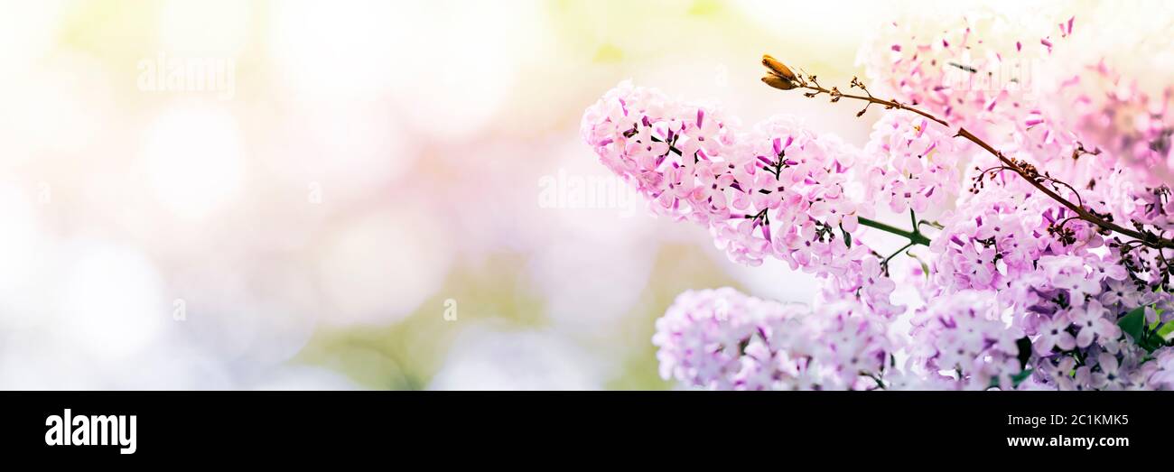 Lilac flowers spring blossom, sunny day light bokeh background Stock Photo