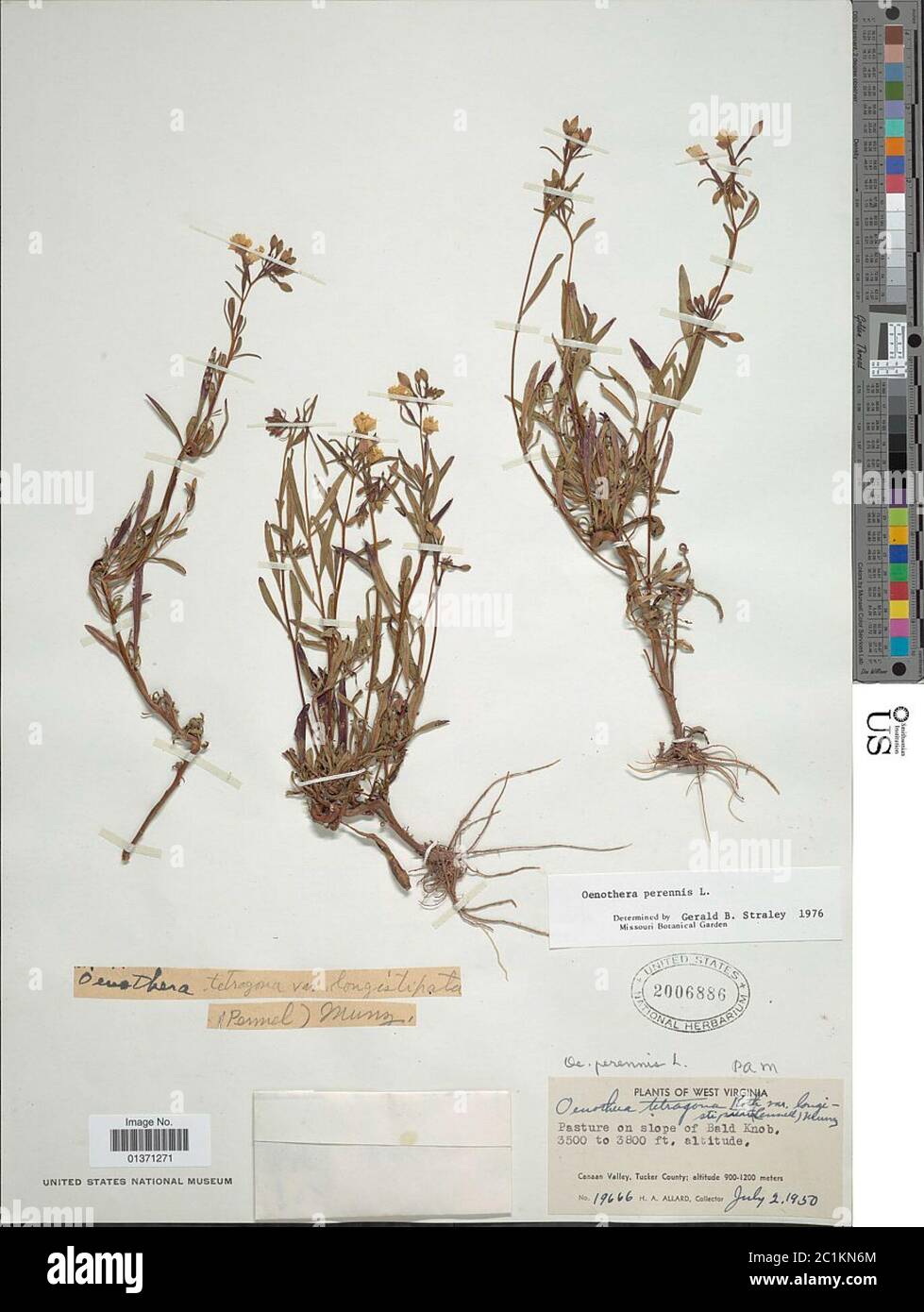 Oenothera perennis L Oenothera perennis L. Stock Photo