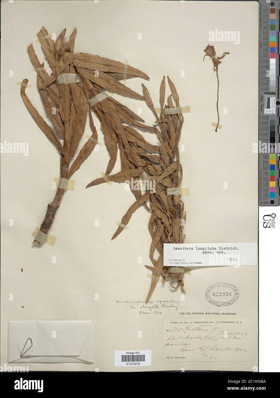Oenothera longituba W Dietr Stock Photo